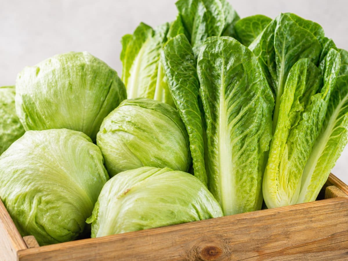 Iceberg & Romaine Lettuce